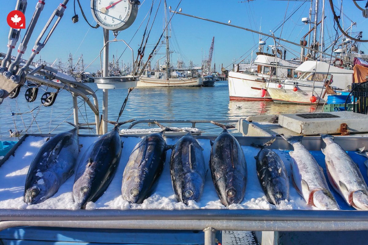 How to Migrate to Canada as a Fisherman CanadianVisa